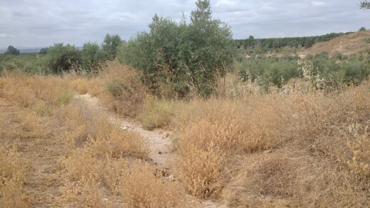 Terreny on aniran les plantes 1 i 2 a Alcolea del Río (Sevilla)